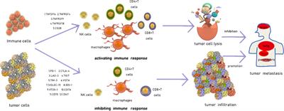 Clinical Research on the Mechanisms Underlying Immune Checkpoints and Tumor Metastasis